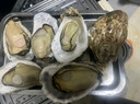 贝司令 鲜活乳山生态生蚝3XL 净重4斤 10-15只 生鲜源头直发 实拍图