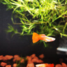森悠（SARYOR）孔雀鱼纯种观赏鱼小型淡水好养热带鱼活体斑马金鱼凤尾鱼繁殖 精品孔雀鱼10条+2条备损 实拍图