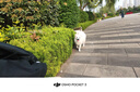 大疆 DJI Osmo Pocket 3 一英寸口袋云台相机 OP灵眸手持数码相机 旅游摄影摄像 直播vlog拍摄 标准版 官方标配 实拍图