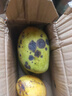【双十一热卖】玉芒水果芒果新鲜上市 带箱2斤【单果300g+】 实拍图