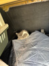 萌嘟星宠 宠物航空箱猫咪空运包猫笼猫包狗狗托运便携车载猫箱子 灰色大号【48*32*30cm】 航空箱 实拍图