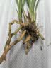 星雨香 兰花苗 名贵 浓香型 春剑 春兰   一杆多花 红颜 秋带花 精品3苗连体 实拍图
