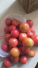 新鲜沙瓤大番茄生吃西红柿减肥早餐即食新鲜蔬菜生鲜单果＞100g 囤货装 5斤 净重 实拍图