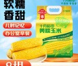十月稻田 黄糯玉米 3.52斤(220g*8根) 25年新玉米 东北玉米 早餐 低脂粗粮 实拍图