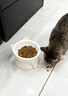 甜浪海猫碗陶瓷猫粮碗狗碗猫食盆猫咪喝水碗高脚斜口防打翻护颈喂食碗 实拍图