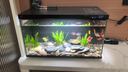 米家智能桌面鱼缸竖版 智能桌面鱼缸+专属滤芯套装 实拍图