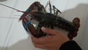 鲜京采 鲜活波士顿龙虾 净重450-550g/只 保鲜不保活 生鲜海鲜 源头直发 实拍图