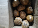 京鲜生恩施小土豆净重3斤 单果30-100g新鲜黄心马铃薯洋芋源头直发 实拍图