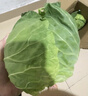 包菜新鲜卷心菜大头菜农户自种当季绿叶蔬菜绿甘蓝 绿甘蓝 5斤 实拍图