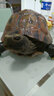 大傅 仿真动物乌龟摆件长寿龟 别墅花园装饰品庭院池塘摆设树脂雕塑 大号乌龟摆件 实拍图