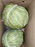 包菜新鲜卷心菜大头菜农户自种当季绿叶蔬菜绿甘蓝 绿甘蓝 3斤 实拍图