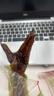 乡吧佬正宗鸡爪卤味开袋速即食巴网红零食品凤爪独立小包装28g*10袋 实拍图