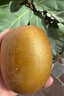 佳沛（zespri）新西兰  阳光金奇异果巨大果22粒原箱 单果重约144-175g 猕猴桃 实拍图