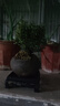 开时果 小叶赤楠盆景摆件 办公室桌面绿植花卉好养盆栽植物源头直发包邮 【推荐款】舍得紫砂盆+苔藓+底座 实拍图