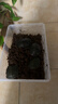 龟真寿 椰砖1块 椰土无菌乌龟冬眠土爬虫垫材保湿蜘蛛角蛙爬宠用品 实拍图