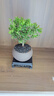 开时果 小叶赤楠盆景摆件 办公室桌面绿植花卉好养盆栽植物源头直发包邮 【热销款】舍得紫砂盆+黑石+底座 实拍图