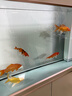 森森（SUNSUN）鱼缸水族箱客厅免换水风水家用金鱼缸 1米长 34.6cm宽 时尚底滤(黑白灰可选) 实拍图
