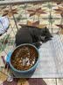 柒哦猫碗宠物碗食盆不锈钢猫咪悬挂式挂笼子猫粮兔子盆狗碗防打翻水碗 青春蓝小号【单食盆】 实拍图