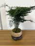 佰花锦新中式文竹桌面盆栽绿植办公室客厅盆景茶台卧室好养绿植花卉植物 【送圆底座】文竹+陶瓷莲花盆+苔藓铺面 20-30cm 实拍图