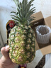 佳农 黑钻菠萝1粒装 菲律宾凤梨 净重2斤起 生鲜水果 源头直发 包邮 实拍图