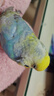 万宠汇 鸟活体虎皮鹦鹉笼养牡丹玄风活鸟学说话手养小太阳鹦鹉和尚鹦鹉 随机成年大头鹦鹉1只公母可备注 实拍图