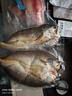 三都港 冷冻南美黄鱼鲞600g/2条装 黄花鱼 大黄鱼 生鲜 鱼类 海鲜 实拍图