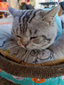 麦富迪（Myfoodie）全价猫粮三文鱼鱼油系列 成猫幼猫粮国产 英短布偶流浪猫美短缅因 三文鱼鱼油配方 丨成猫1.5kg 实拍图