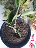呆果丁沙糖桔树苗地栽盆栽南方北方种植橘子树苗柑桔果树果苗嫁接砂糖橘 阳台种植推荐丨4年精选苗当年结果（包成活）带叶发货 实拍图