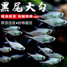 卡奇鱼 斑马鱼 淡水鱼 观赏鱼 小型观赏鱼 热带鱼 蝶翼斑马荧光好养易活 黑尾大勾10条（4-5cm） 实拍图