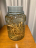 喜碧（Scybe）食品级玻璃罐泡酒容器泡酒瓶腌菜泡菜坛子酿酒药酒坛福瑞5L 实拍图