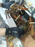 鲜京采 鲜活波士顿龙虾 净重1.8-2kg/只 保鲜不保活 生鲜海鲜源头直发 实拍图