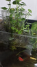 奈宠鱼缸水培定植篮壁挂式水草杯框植物固定支架造景装饰配件水族挂盒 壁挂水培盒方型【2个装】 实拍图