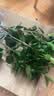花翁大红赤丹茶花树苗室内盆栽绿植阳台盆景庭院植物年宵花卉源头直发 实拍图