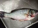 鲜活冲浪河鲈鱼400-500g/条 实拍图