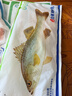仙泉湖三去桂花鱼400g/条净膛冷冻鳜鱼无细刺海鲜水产食材 实拍图