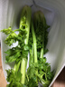 新鲜出土西芹大颗半叶绿色蔬菜榨汁专用甜脆嫩心时令蔬菜现割现发 2斤西芹超值装 实拍图