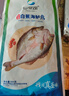 仙泉湖三去白蕉海鲈鱼1斤/条净膛冷冻刺少肉厚珠海特产500g生鲜食材 实拍图