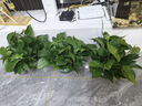 双盟绿萝盆栽除甲醛花卉绿植办公室新房净化空气180加仑4盆装源头直发 实拍图