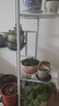 蜗家铁艺花架客厅落地式花盆架室内外多层植物摆放架阳台绿萝置物架 实拍图