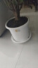 爱丽思花盆塑料圆形树脂多肉花盆种花种菜盆绿萝爱丽丝 白色口径30.1cm 实拍图