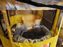 主子家 狗窝猫窝狗床 中小型犬泰迪狗垫子可拆洗圆形帆布耐咬四季宠物窝 森林绿 S（45*42*20）6斤内宠物 实拍图