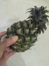 广东徐闻香水菠萝新鲜水果生鲜热带孕妇水果整箱包邮 【限时低价】1个装  单果650g起 实拍图