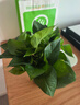 双盟绿萝盆栽除甲醛花卉绿植办公室新房净化空气 120款10盆源头直发 实拍图