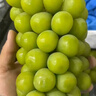 京觅国产晴王阳光葡萄 净重4.7斤 单粒10g+ 香印葡萄青提子 源头直发 实拍图
