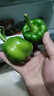 现摘新鲜圆辣椒超市即食太空椒皮厚肉多不辣水果灯笼椒 1斤试吃装 1斤 实拍图