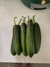 京鲜生山东奶油黄瓜净重1.8斤单果50g+ 小青瓜新鲜蔬菜源头直发 实拍图