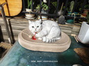 网易严选猫粮【推荐】全价猫粮 幼猫成猫主粮猫咪食品 一口9种肉 【多猫家庭】原野禽肉口味 1.8kg*6袋 实拍图