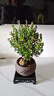 开时果 小叶赤楠盆景摆件 办公室桌面绿植花卉好养盆栽植物源头直发包邮 【推荐款】舍得紫砂盆+苔藓+底座 实拍图