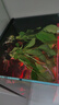 【京东物流】水草套餐 好养耐活真水草植物绿菊大叶绿九冠鱼缸 丹麦榕沉木双头 实拍图
