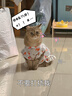 阿莫尔猫咪衣服夏季薄款网纱飞袖裙可牵引金渐层布偶幼猫宠物狗狗防掉毛 蘑菇飞袖裙 XL(建议10-13斤参考胸围背长) 实拍图